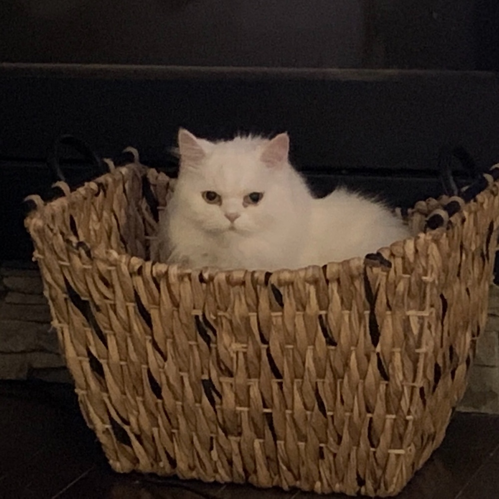 Meet your Posher, Mona